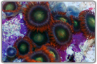 Flaming Sun Zoanthids